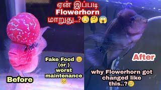 ஏன் #flowerhorn  இப்படி மாறுது🥺😱| Fake food 🙅 or Worst maintenance 😐| தமிழ்