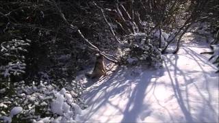 Late Season Coyote Success At The Bait Station