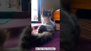 We-The Time Travellers| Cat #cat #youtubeshorts  #wethetimetravellers