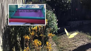 Catching butterflies and how to do it!