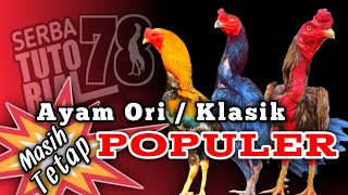 Ayam Hobi Ori Dan Klasik Ternyata Masih Populer Dan Banyak Dicari Sampai Sekarang