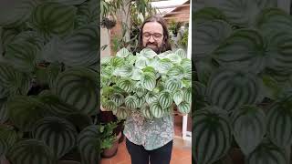 A belíssima PEPEROMIA MELANCIA #plantas #jardim