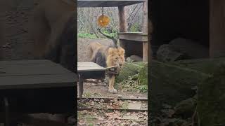 🦁Lion chases female ❤️