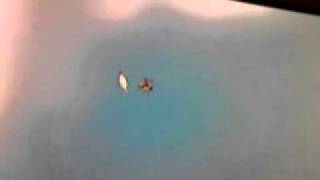 Jumping Spider Attacks Mouse !!