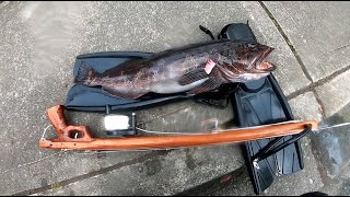 Freediving for a Lingcod