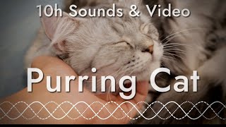 Cat Purring for Unwinding (10 hours of relaxation sounds with video)