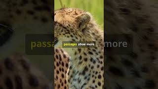 The Astonishing Speed of Cheetahs! #shorts #short #shortsyoutube #cheetah #cheetahhunt #wildlife