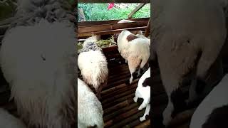 Cara KAMBING DOMBA kawin di kandang koloni #shorts