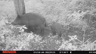 Really Nice Wildboar Family - Mom and Piglets Checking Pine Tar