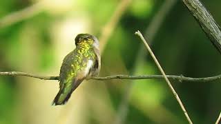 Ruby-throated Hummingbird