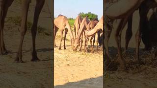 أفضل أصدقاء الجمل يستمتعون🐪😙#camellife