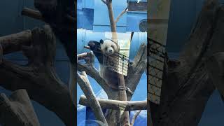 Panda lagi malas malasan #shorts #shortvideo #shortsfeed