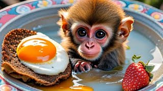 Baby Monkey Bon Bon Eat Fried Egg And Swimming