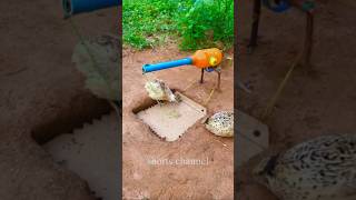 New Unique Bird Trap using alcohol gun Amazing Quail Trap #shorts #Trap