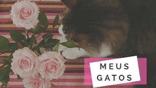 OS MEUS GATOS - como é ter gatos sendo comissária? | Não Perturbe!