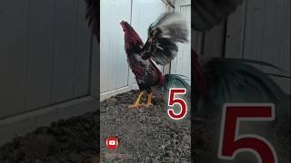 KEPAKAN SAYAP AYAM TURKI #ayamlokal #rooster #ayamaseel #ayambangkok