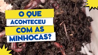 O que aconteceu com as minhocas na minha ausência?