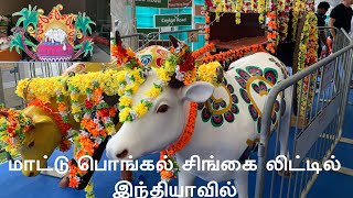 மாட்டு பொங்கல் சிங்கை லிட்டில் இந்தியாவில் | Mattu Pongal celebrations at Little India 2020