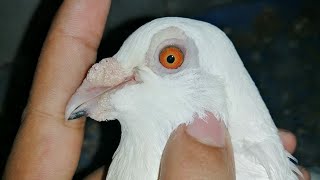 കേരള പറവ ഡബിൾ കണ്ണ്kerala high flyer Double Eyed pigeon