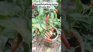 beautiful nature#berkebun #berkebundirumah #pertanian #petualangan