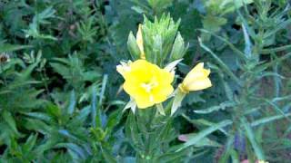 Evening Primrose (Oenothera biennis) flower opening in real time