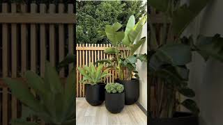 composições de vasos #yutubeshorts #plantas #jardineiro #viral #vasos #plantasnovasoso