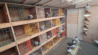 race cocks ready to pair soon #racingpigeon #pigeonracing