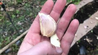 Fall Gardening: Planting Garlic