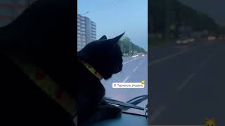 #music #remix #song #travelvlog #vlog #automobile #cat #ukraine #kyiv #travel #newmusic #edm #gopro