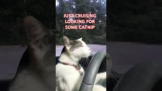 Cat on a Mission: Cruisin' for Catnip Laughs! 😂🐾 #CatnipHunt #FunnyCats #CatsOfTikTok #PetComedy