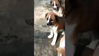 Cute Puppies with innocent face❤🤗#short #dog #puppy #puppylove #doglover #youtubeshorts #shortvideo