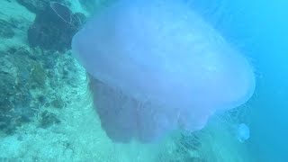 Full dive @ Shark island near Phi Phi Island Thailand