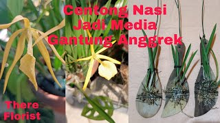 Centong Nasi Jadi Media Gantung Anggrek/ Scoop Rice As A Medium Hanging Orchids