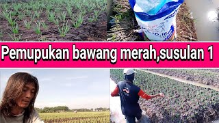 pemupukan susulan 1 (pertama) pada tanaman bawang merah,saat tumbuh serentak(usia 8-9 hari)