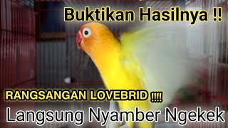 alternatif rangsangan burung Lovebird agar cepat Faighter