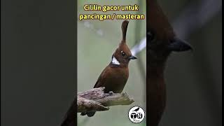 Cililin gacor untuk pancingan / masteran #cililincoklat #cililingacor