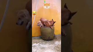 Dog Bath || Funny voice over || #funnyshorts #dogshorts