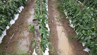 VEJA COMO ESTA A PLANTAÇÃO DE PIMENTÃO APOS CHUVA E VENTOS FORTES