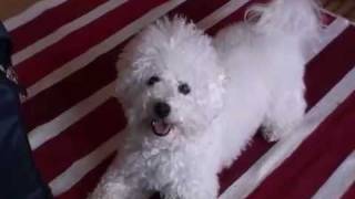 Bichon Frise Playing