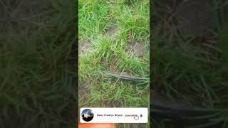 Rawa kecil jadi sarang snakehead