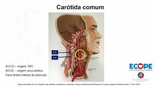 AULA COMPLETA: ANATOMIA DO SISTEMA CAROTÍDEO - Dra Adriana Ferraz