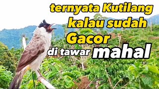 Burung Kutilang Gacor burung kutilang kalau sudah jadi pikat harganya mahal