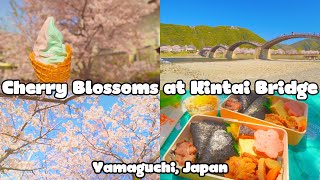 Cherry Blossoms in Yamaguchi, Japan | Kintai Bridge, Iwakuni Castle, Kikko Park | JAPAN Vlog