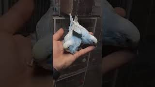 Smart and lovely little budgies #part-1