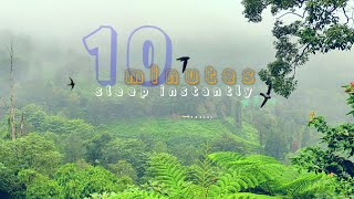 Relaxing Nature Sounds, Birds Sounds- Bogor Peak Tea Plantation