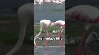 Flamingos: The Pink Wonders of Nature