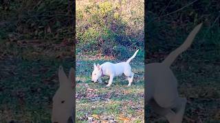 😳🤔🦍 This Bull Terrier Is Only 5 Months Old 🔥 #AKC #NitaTwin #Nita #ChosenSheepKennels #Gorilla