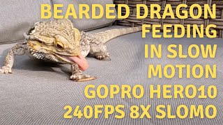 SLOW MOTION DRAGON EATING MEALWORMS GOPRO HERO 10