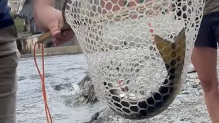 Landlocked salmon caught in high water