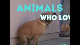 Animals Who Love To Party - حيوانات تحترف الرقص